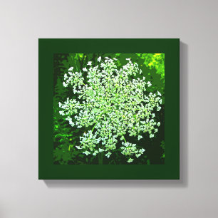 Queen Anne's Lace Canvas Afdruk