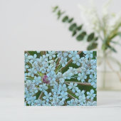 Queen Anne's Lace Flowers Briefkaart (Staand voorkant)