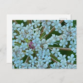 Queen Anne's Lace Flowers Briefkaart (Voorkant / Achterkant)