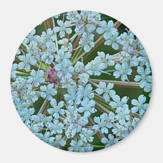 Queen Anne's Lace Flowers Magneet