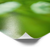 Queen Anne's Lace Foto Afdruk (Hoek)