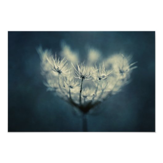 Queen Anne's Lace Foto Afdruk (Voorkant)