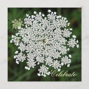 Queen Anne's Lace Kaart