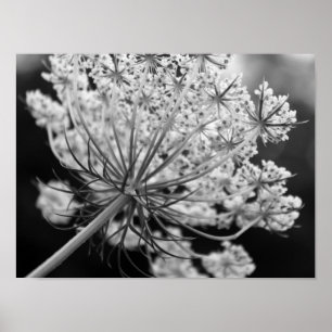 Queen Anne's Lace Poster