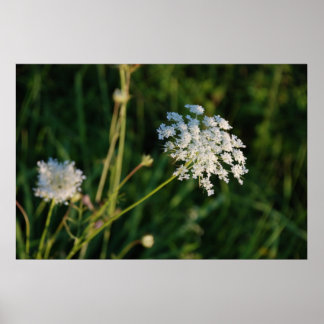 Queen Anne's Lace Poster