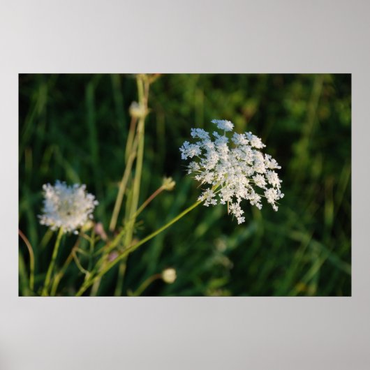 Queen Anne's Lace Poster (Voorkant)