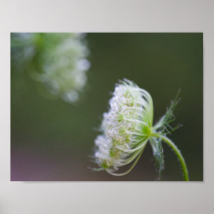 Queen Anne's Lace Poster