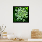 Queen Anne's Lace Poster (Keuken)
