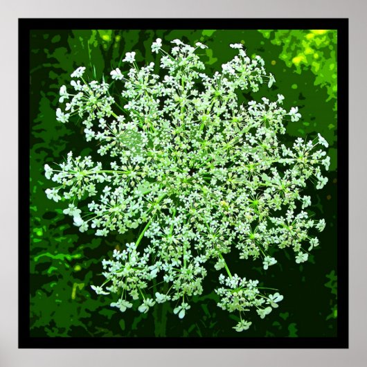 Queen Anne's Lace Poster (Voorkant)