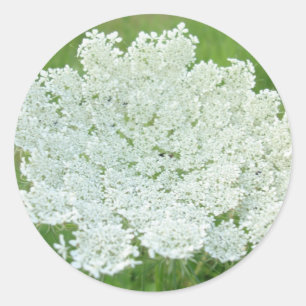 Queen Annes Lace Ronde Sticker