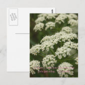 Queen Anne's Lace - Stempel Briefkaart (Voorkant / Achterkant)
