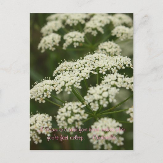 Queen Anne's Lace - Stempel Briefkaart (Voorkant)