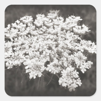 Queen Anne's Lace Vierkante Sticker