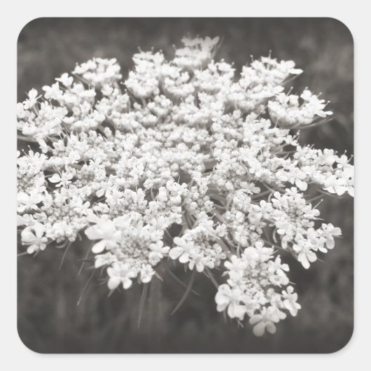 Queen Anne's Lace Vierkante Sticker (Voorkant)