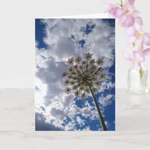 Queen Anne's Lace, Wild Floral Landscape Kaart