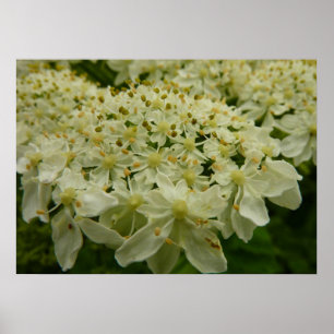 Queen Anne's Lace Wildflower Foto Poster