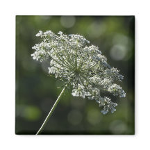 Queen Anne's Lace Witte Wildflower Magnet