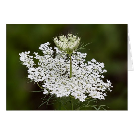 Queen Ann's Lace Double Take (Voorkant Horizontaal)