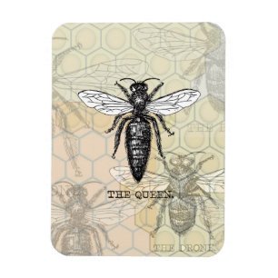 Queen Bee Bug Insect Antiek Illustratie Magneet