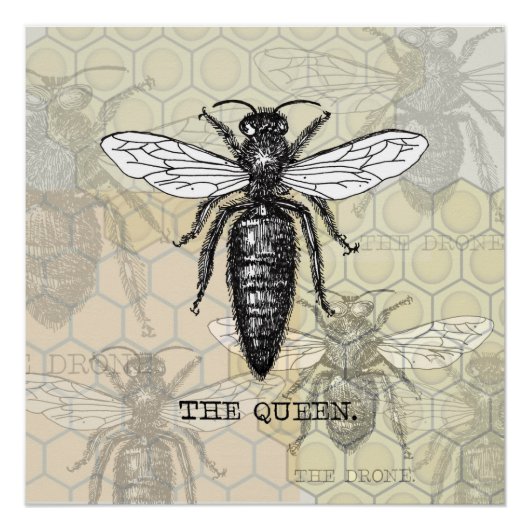 Queen Bee Bug Insect Antiek Illustratie Perfect Poster (Voorkant)