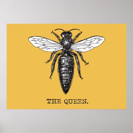 Queen Bee Bug Insect Antiek Illustratie Poster (Voorkant)