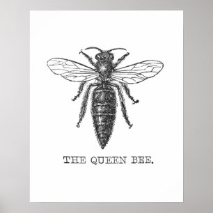 Queen Bee Illustration Bug Insect Poster