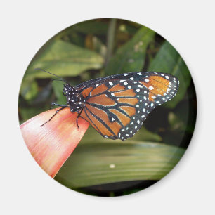Queen Butterfly Magnet Magneet