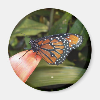 Queen Butterfly Magnet Magneet