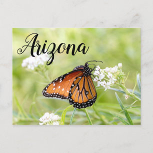 Queen Butterfly Sunning op Milkweed, Arizona Briefkaart