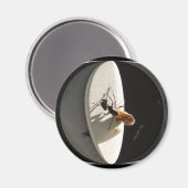 Queen Carpenter Ant ~ aimant (Recto/Verso)