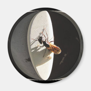 Queen Carpenter Ant ~ magnet Magneet