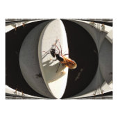 Queen Carpenter Ant ~ Photo (Devant)