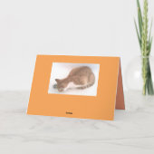 Queen Cat 2 Carte photo / frère chat dans le bain (Dos)