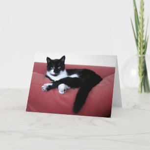 Queen Cat 2 Fotokaart / broeder kat in bad Achterk Kaart