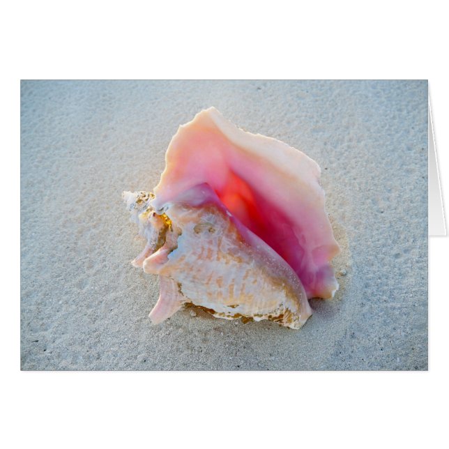 Queen Conch Shell op Bahamas Beach (Voorkant Horizontaal)
