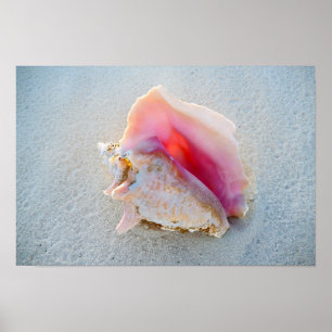 Queen Conch Shell op Bahamas Beach Poster