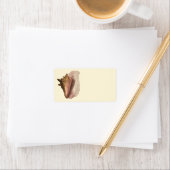 Queen Conch Shell Seashell, zeeleven Etiket (Insitu)