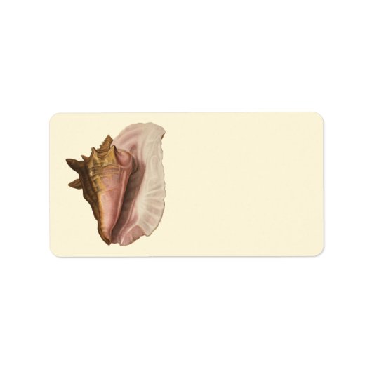 Queen Conch Shell Seashell, zeeleven Etiket (Voorkant)