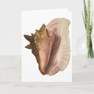 Queen Conch Shell Seashell, zeeleven Kaart
