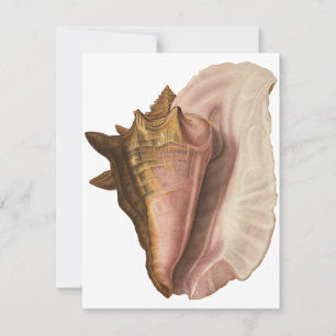 Queen Conch Shell Seashell,  zeeleven Kaart
