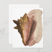 Queen Conch Shell Seashell, zeeleven Kaart (Voorkant / Achterkant)