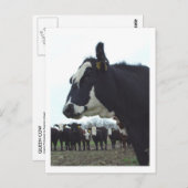 Queen Koe Briefkaart (Voorkant / Achterkant)