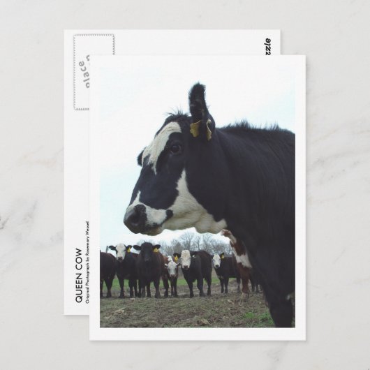 Queen Koe Briefkaart (Voorkant / Achterkant)