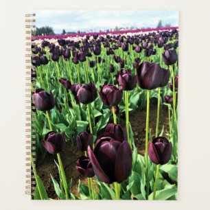 Queen of the Night Tulips, Oregon
