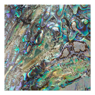 Queen paua shell perfect poster