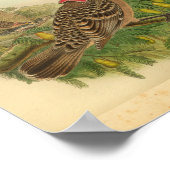 Queensland Bower Bird Brown Red print (Hoek)