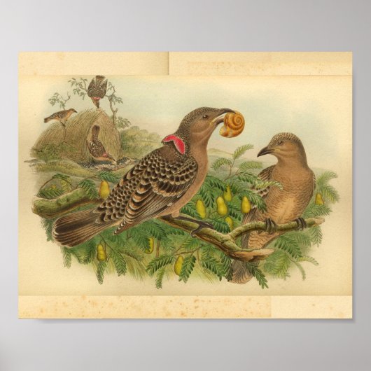Queensland Bower Bird Brown Red print (Voorkant)
