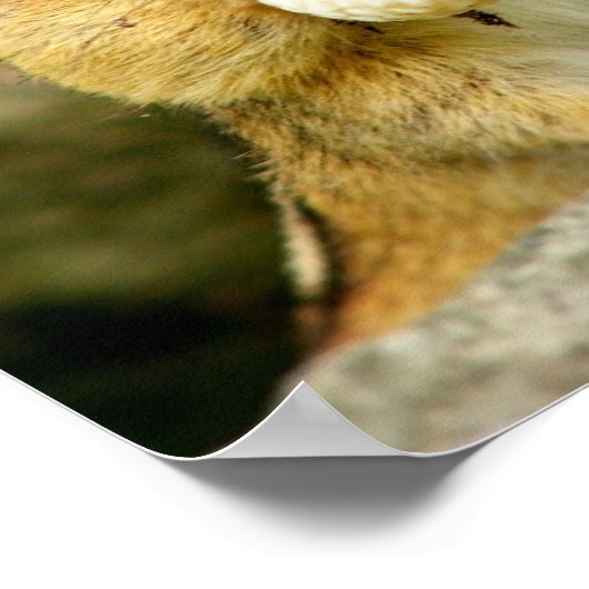 Quel régime alimentaire ? Poster Chipmunk (Coin)