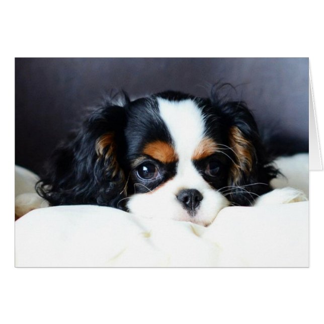 Quel visage (Devant horizontal)