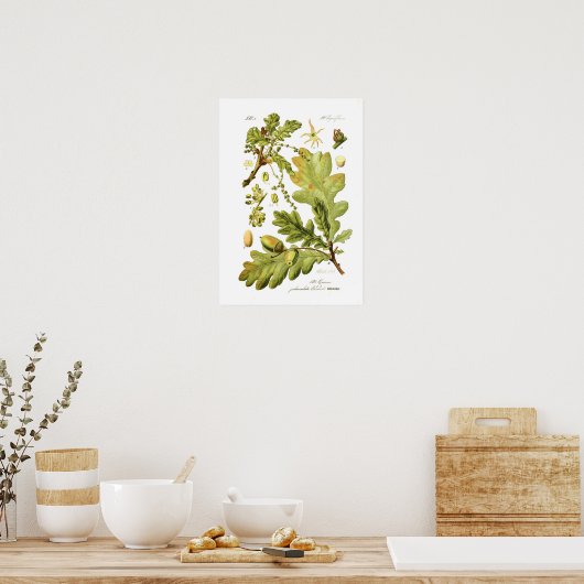 Quercus pedunculata (Engelse eik) Poster (Keuken)